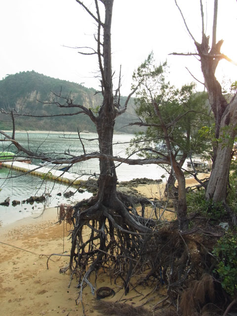 モクマオウの枯木