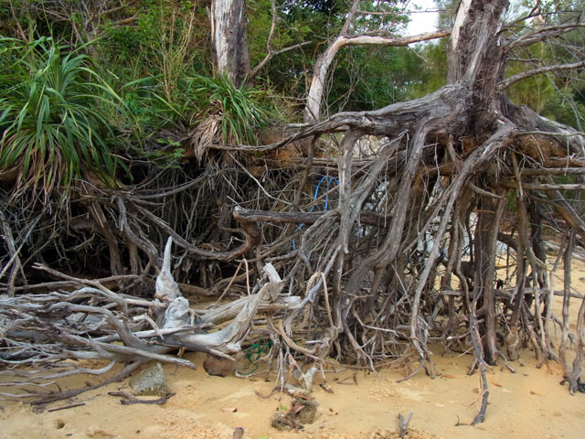 モクマオウの枯木