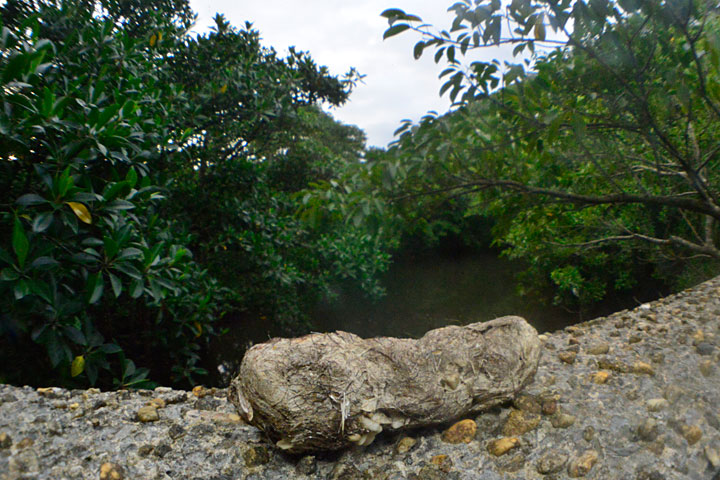 イリオモテヤマネコ糞