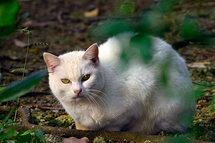 イエネコ（ノラネコ）