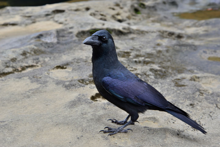 オサハシブトガラス