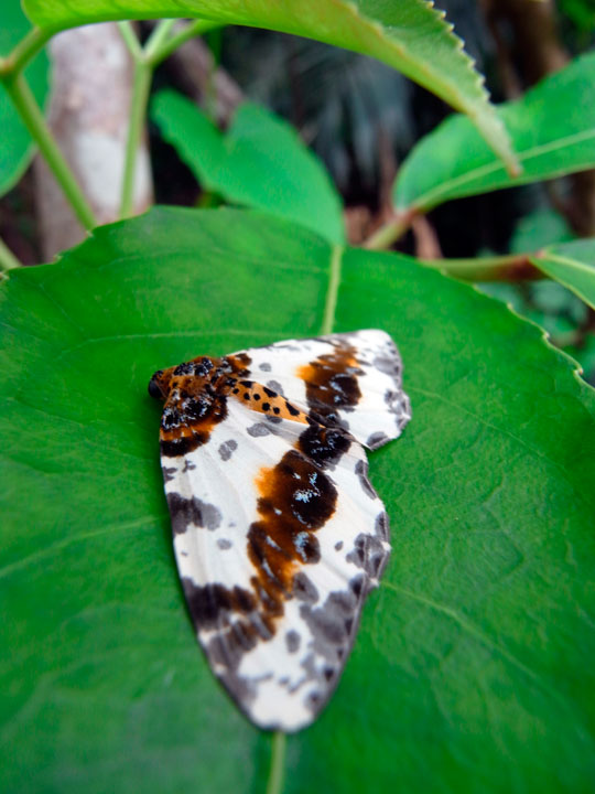 ユウマダラエダシャク