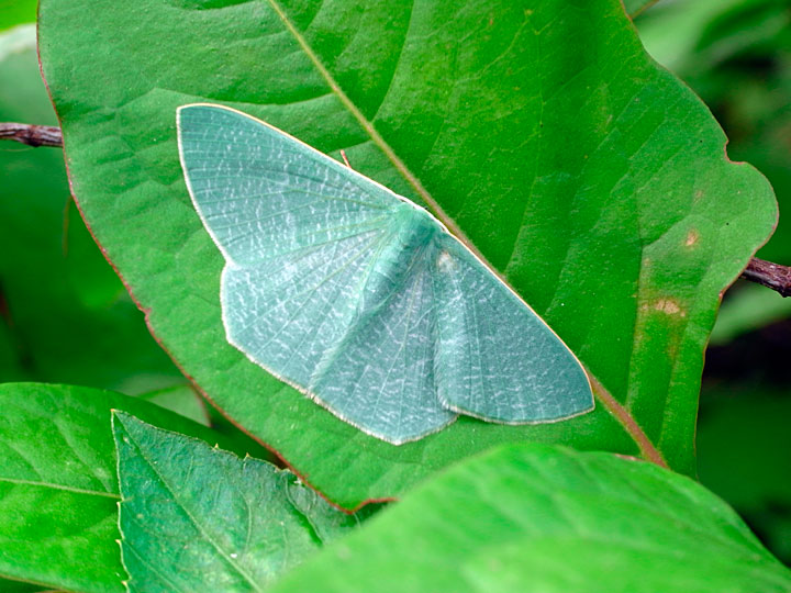 サザナミシロアオシャク