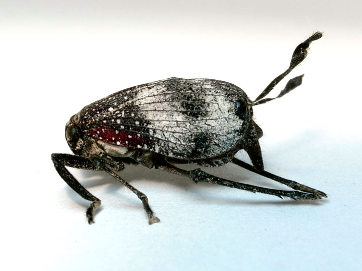 ハゴロモの一種