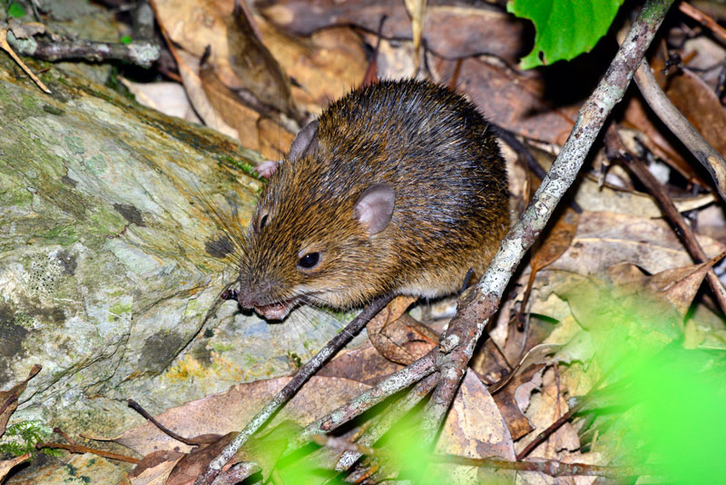 オキナワトゲネズミ