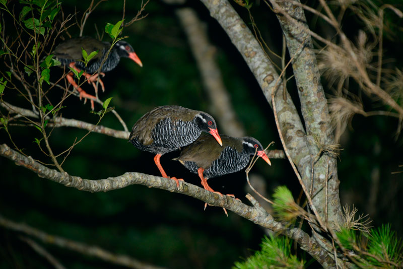 ヤンバルクイナ