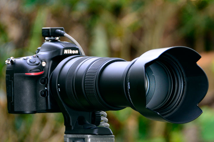 ニコンD800＋シグマ50-500mmF4.5-6.3