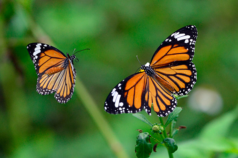 スジグロカバマダラ