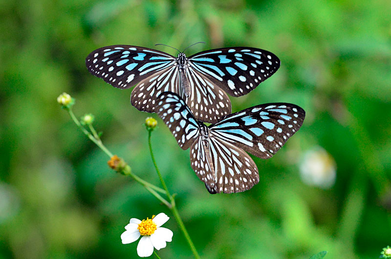 リュウキュウアサギマダラ
