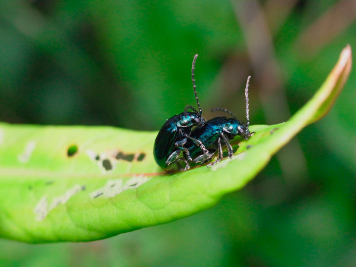 カミナリハムシ・ペア