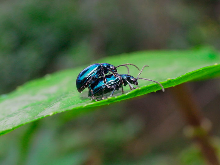 カミナリハムシ・ペア