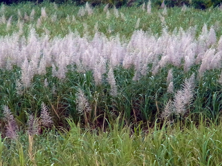 サトウキビ花穂