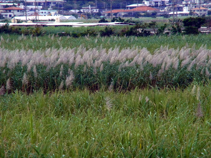 サトウキビ花穂