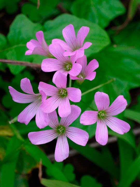 ムラサキカタバミ