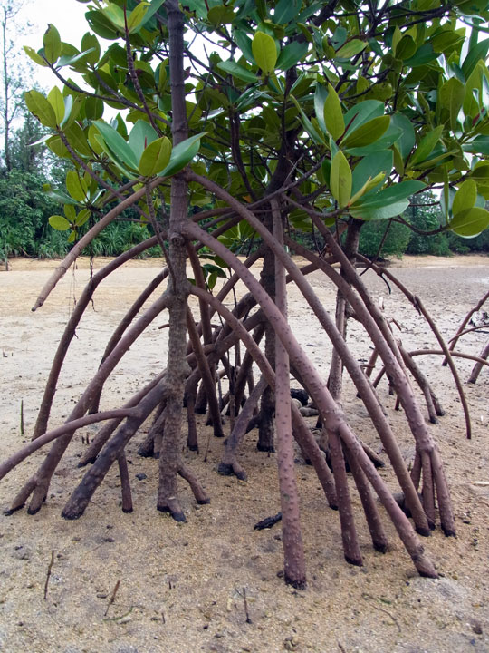 ヤエヤマヒルギ支柱根