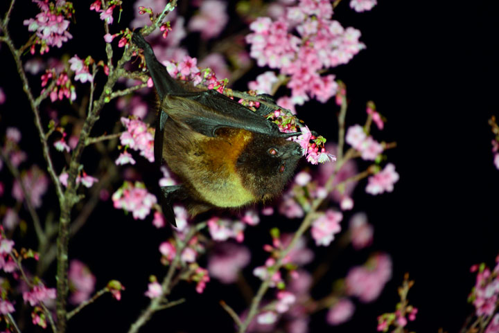 オリイオオコウモリ