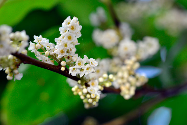 シマイズセンリョウ