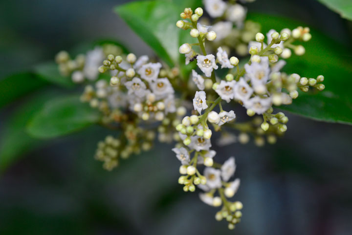 シマイズセンリョウ