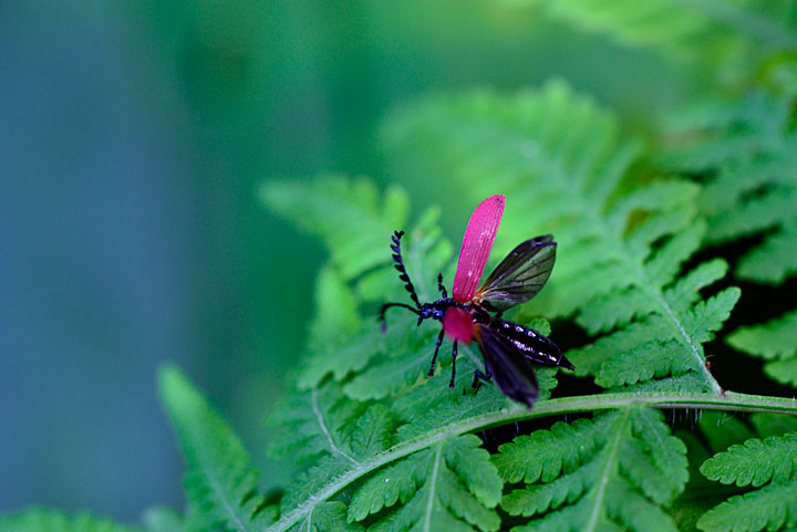 オオシマカクムネベニボタル