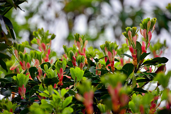 タブノキ芽吹き