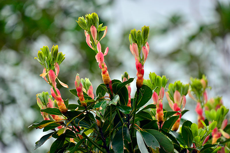 タブノキ芽吹き