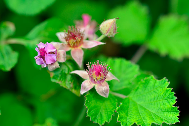 ナワシロイチゴ