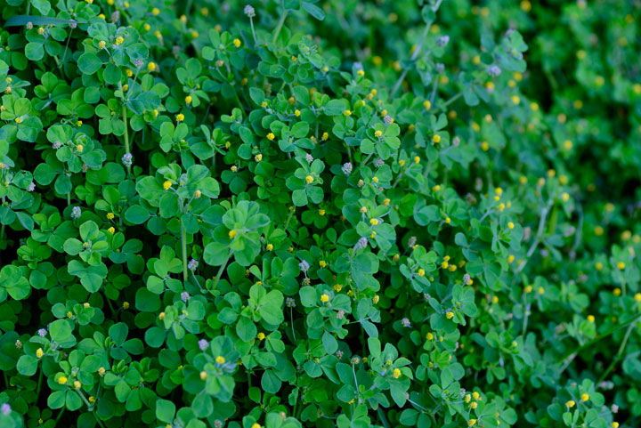 コメツブウマゴヤシ