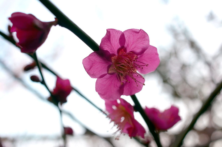 紅梅