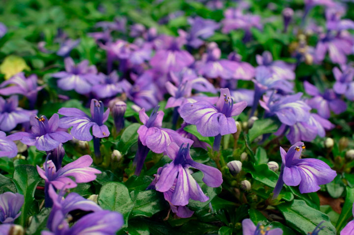 ヒメキランソウ