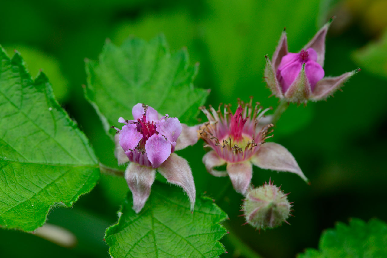 ナワシロイチゴ