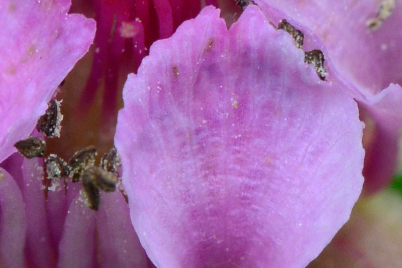 ナワシロイチゴ（ピクセル等倍）