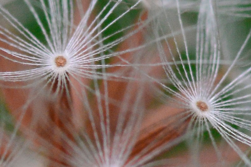 オニタビラコ（ピクセル等倍）