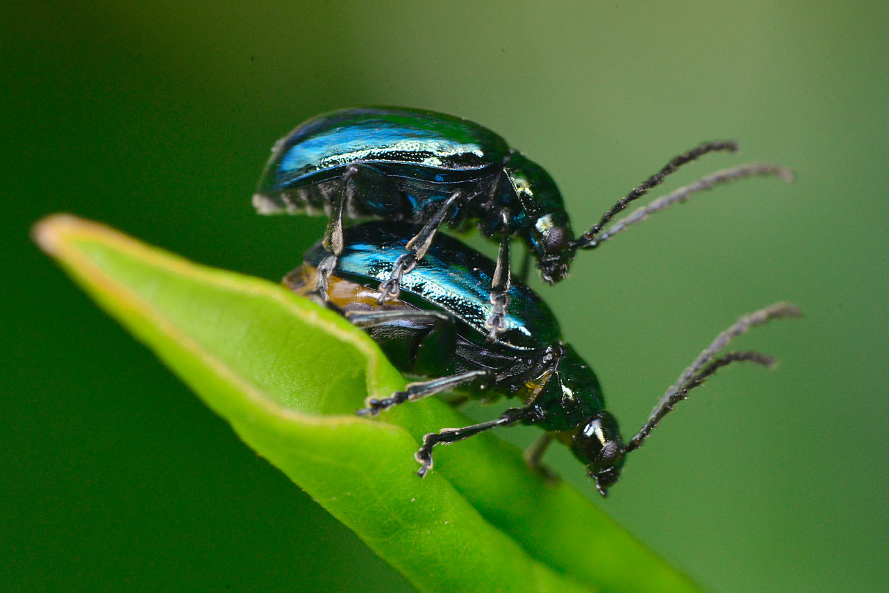 カミナリハムシ