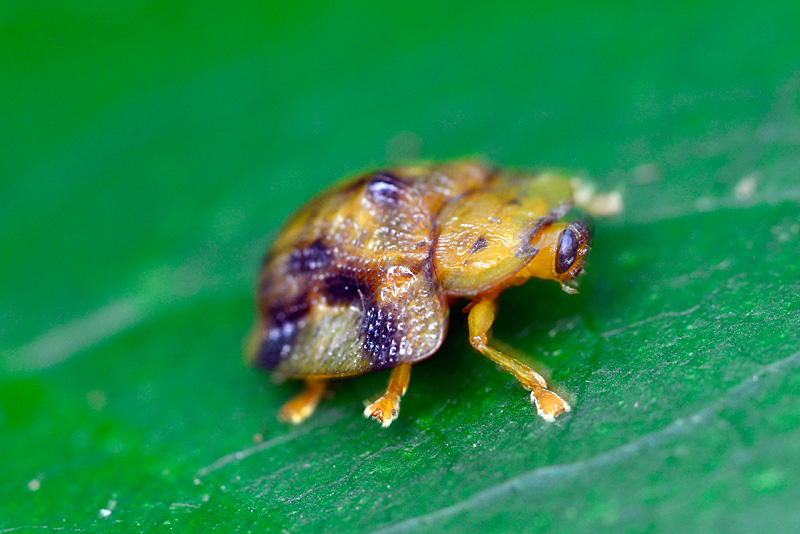 ヨツモンカメノコハムシ