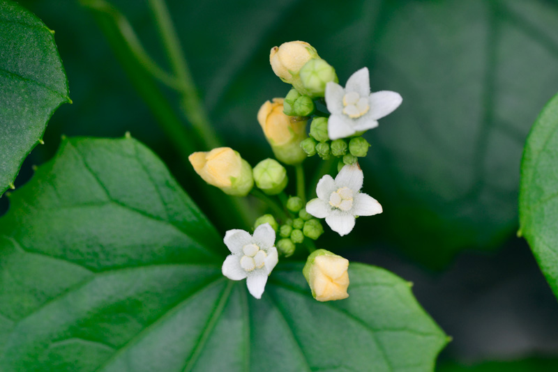 クロミノオキナワスズメウリ雄花