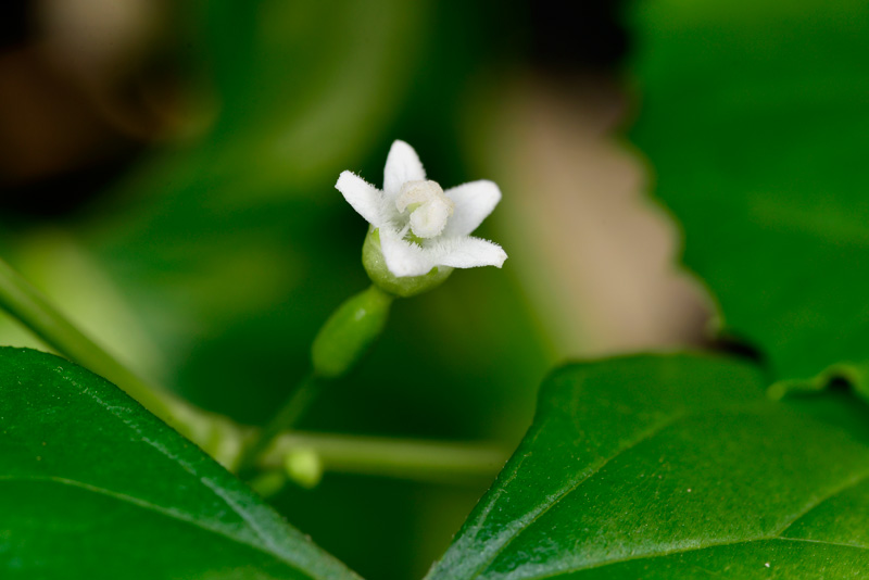 クロミノオキナワスズメウリ雌花