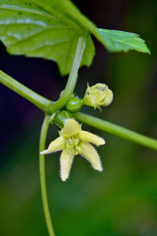 オキナワスズメウリ雌花