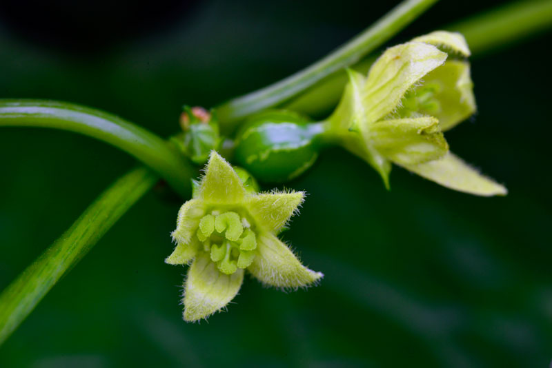 オキナワスズメウリ雌花