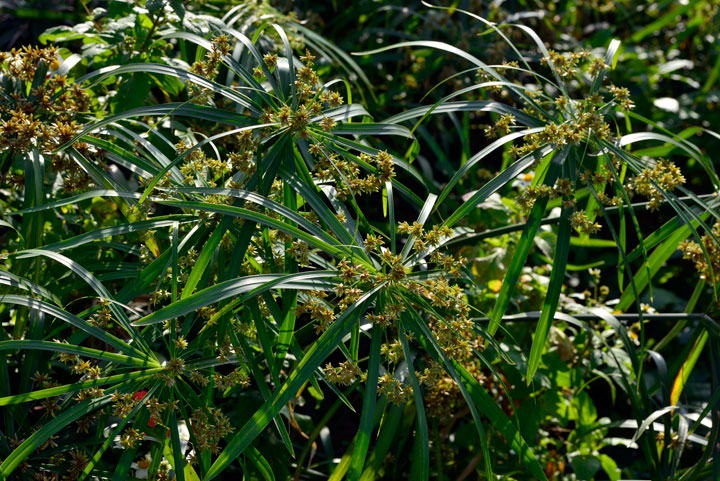 オオアブラガヤ花