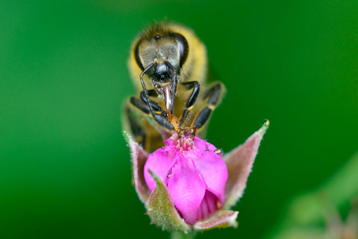 セイヨウミツバチ