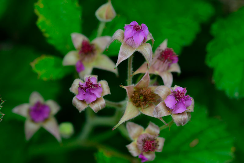 ナワシロイチゴ