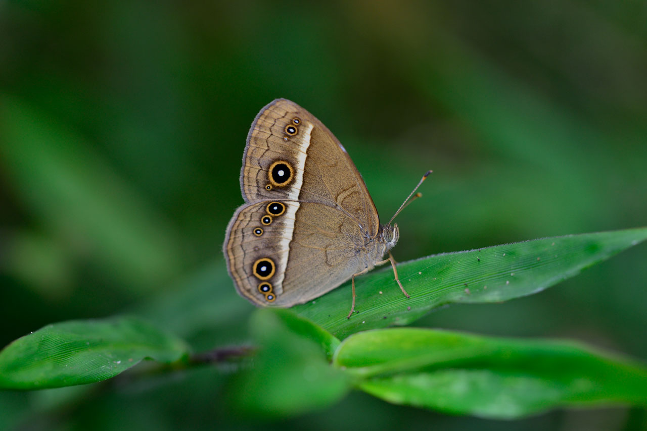 リュウキュウヒメジャノメ