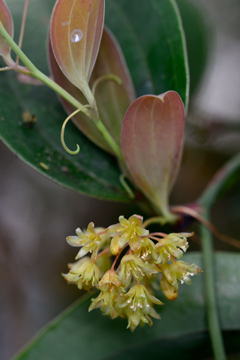 オキナワサルトリイバラ雄花