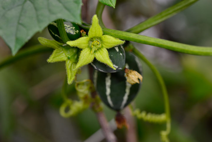 オキナワスズメウリ雌花