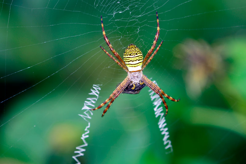 ナガマルコガネグモ幼体
