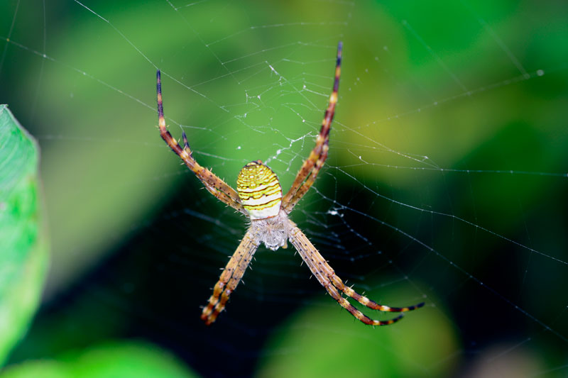 ナガマルコガネグモ幼体