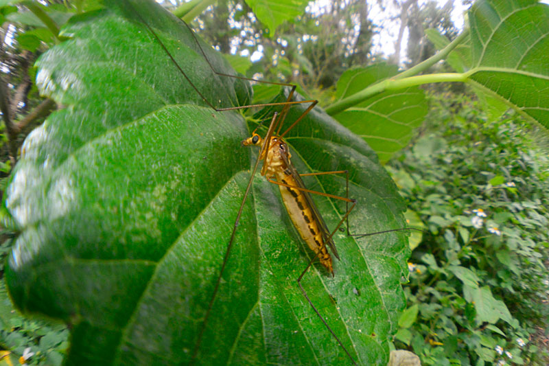 ガガンボの一種