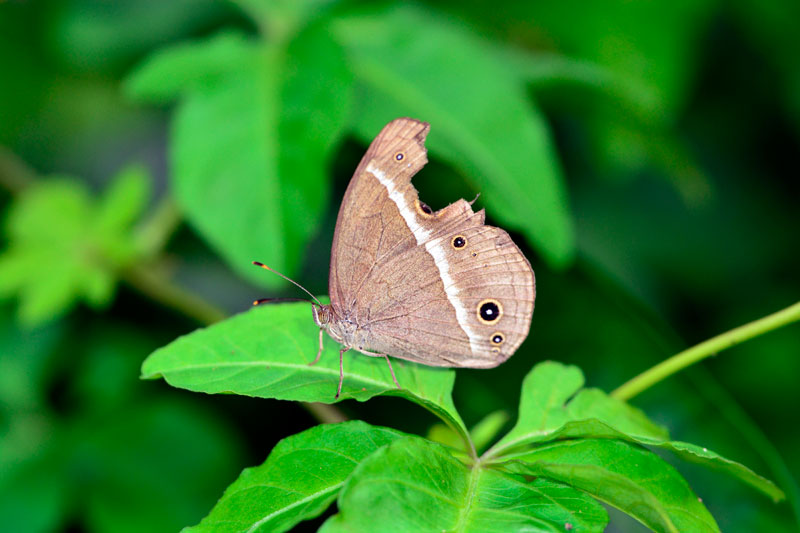 リュウキュウヒメジャノメ
