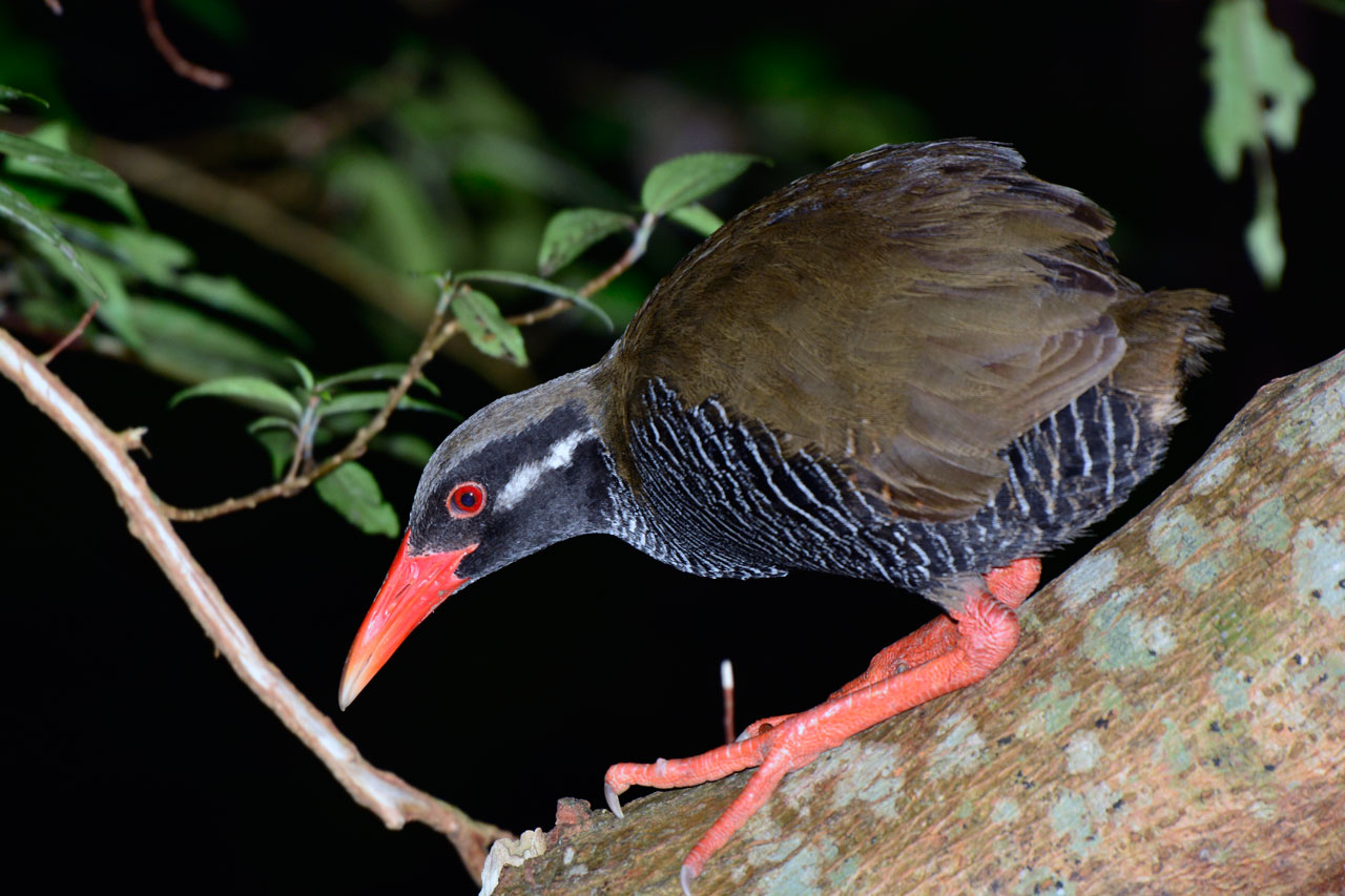 ヤンバルクイナ