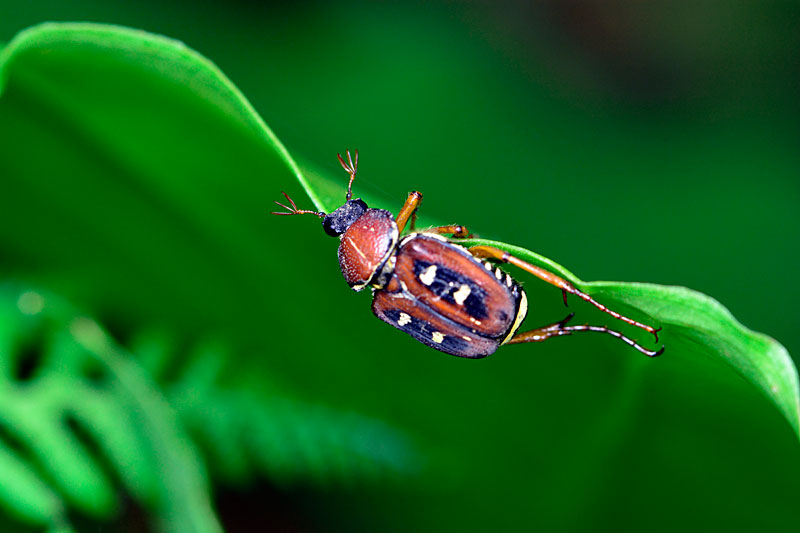 オキナワトラフハナムグリ雌